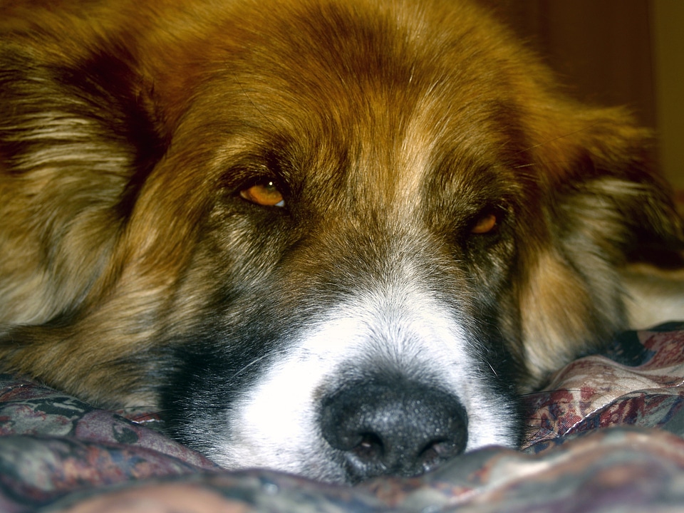 Saint bernard puppy cute