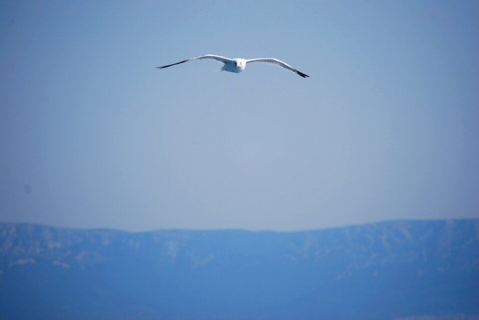 Wings bird fly