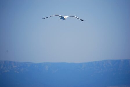 Wings bird fly photo