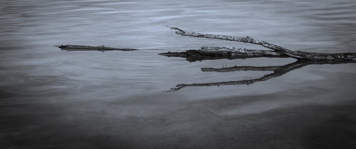 Nature water branches