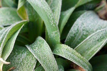 Iced spring cold