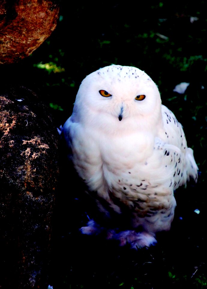 Enclosure animal owl