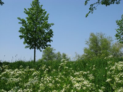 Spring dyke bloom