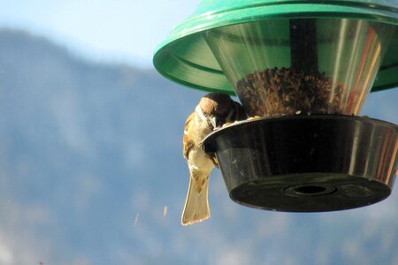 Passer domesticus bird songbird