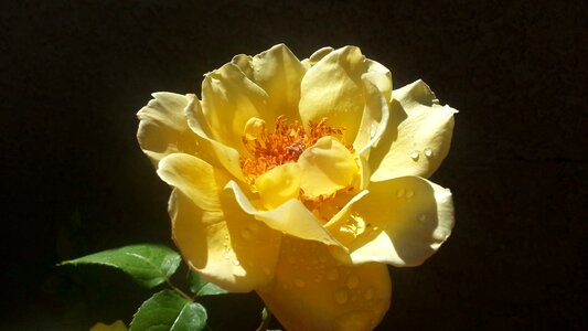 Water drops blossom