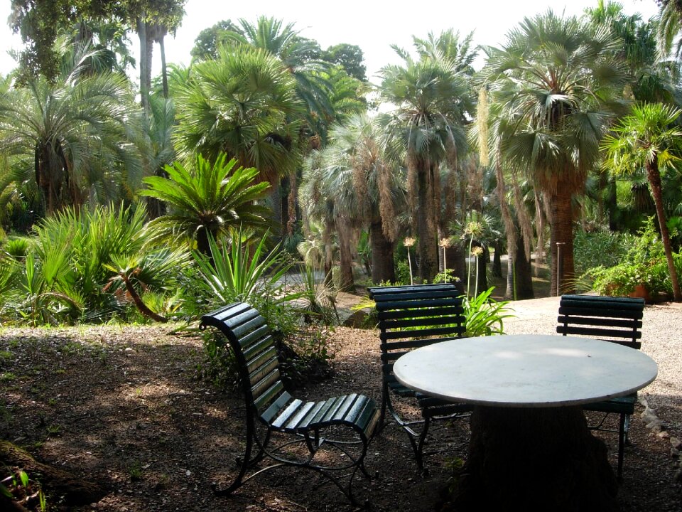 Plant garden palm trees