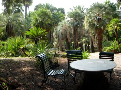 Plant garden palm trees