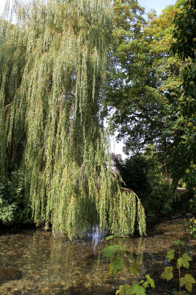 Country side willow willow tree