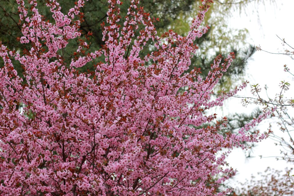 Peach blossom outing woods