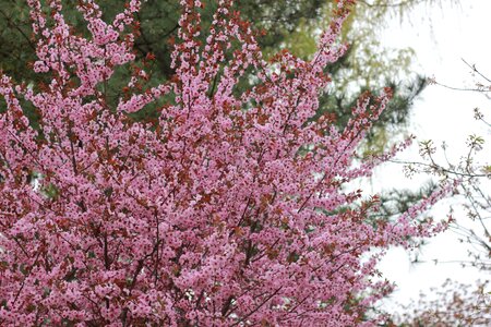 Peach blossom outing woods