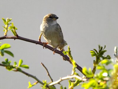 Sparrow birds casey photo