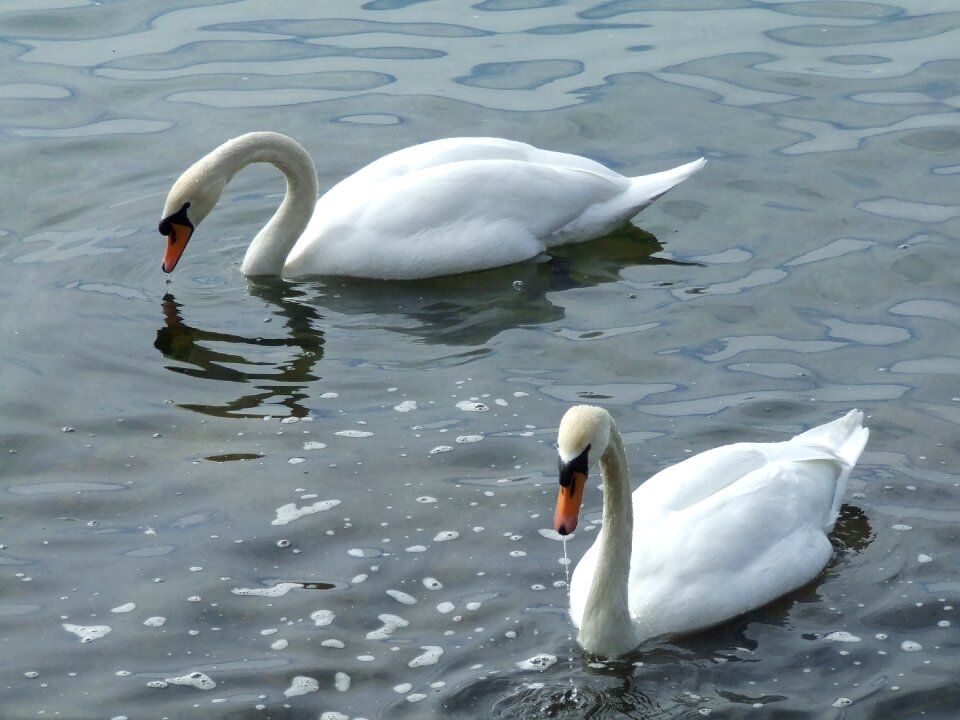Swans water bird schwimmvogel