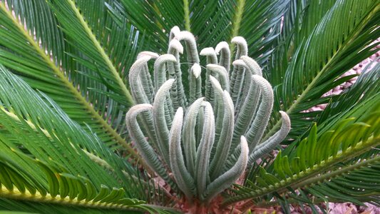 Landscape plant