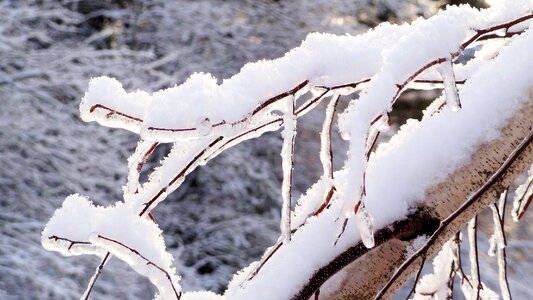 Tree winter