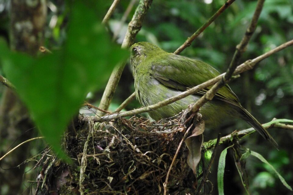 Nature bird's nest ecology