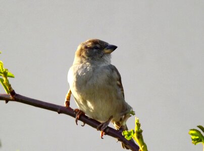 Sparrow birds casey photo