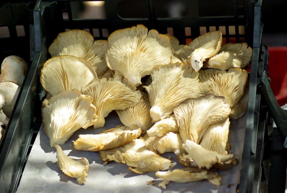Forest chanterelles nature