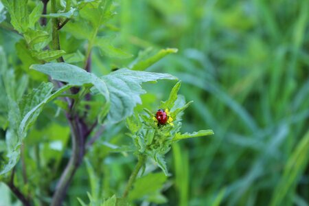 Insect nature plant