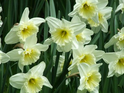 Amaryllidaceae white daffodil spring flower