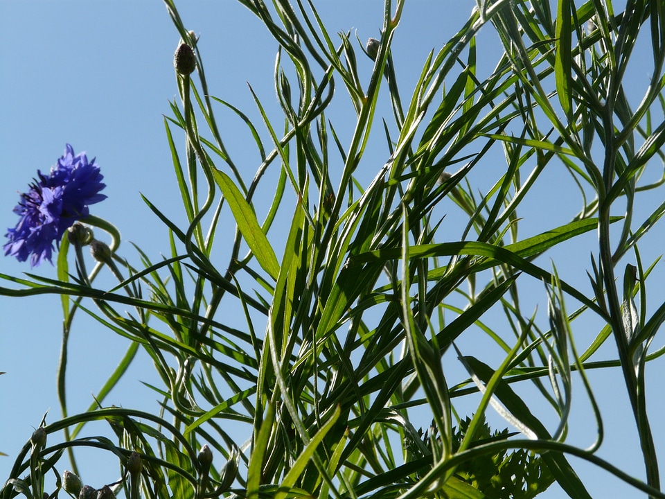 Blue true leaves lancet shaped
