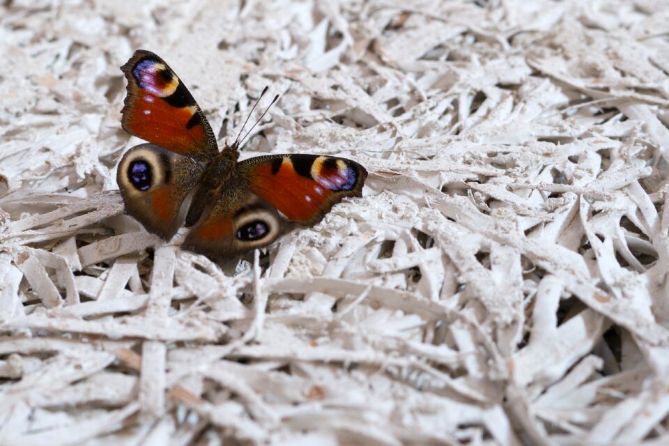Peacock butterfly european peacock aglais io