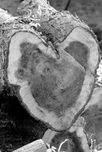 Heart strain black and white