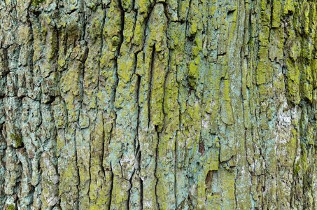 Bark strain trunk photo