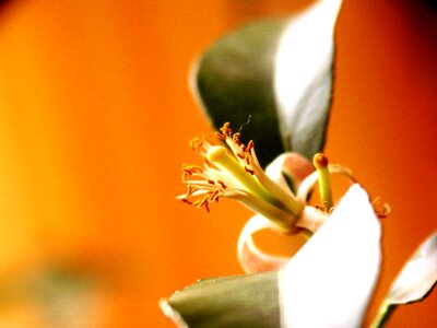Citrus fruits blossom bloom