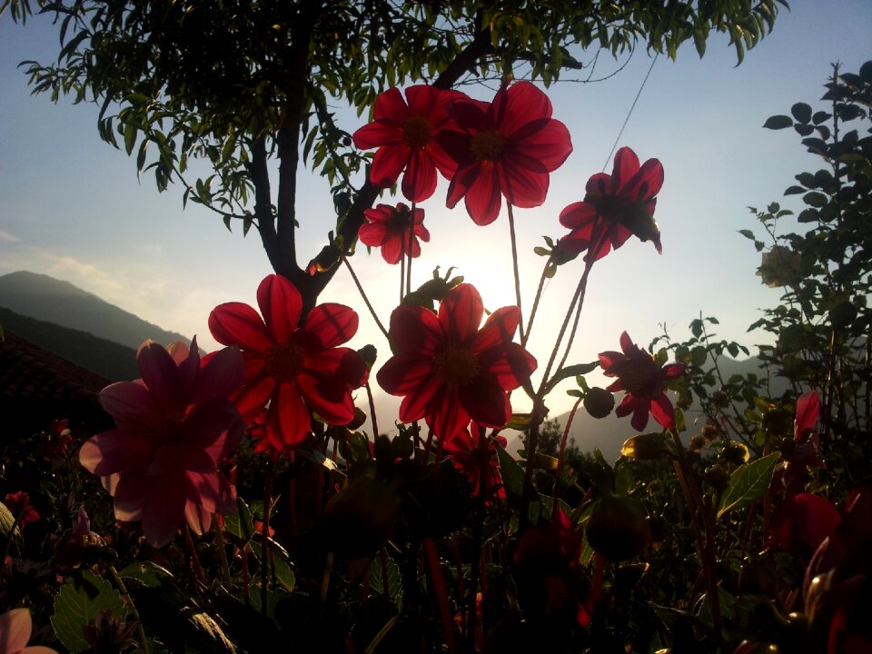 Flowers backlight sunset