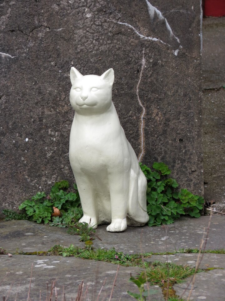 Animal feline