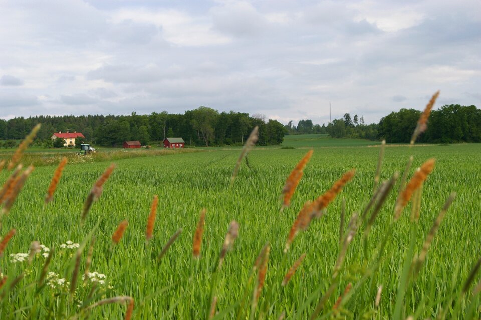 Grass nature countryside