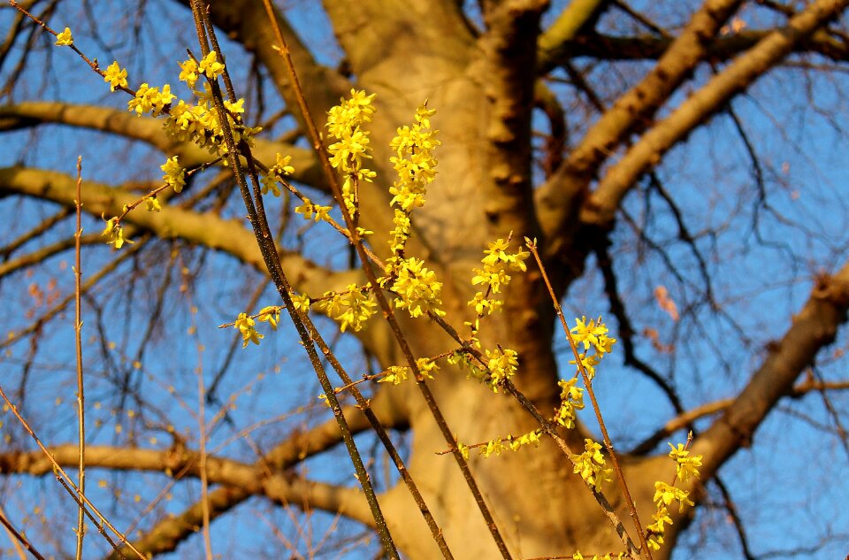 Golden yellow beech sky