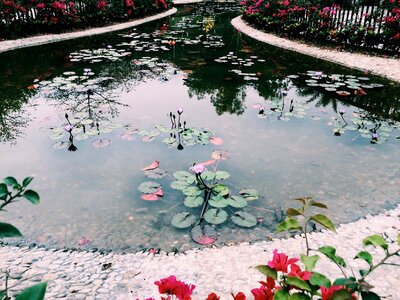 Lotus pond artistic conception