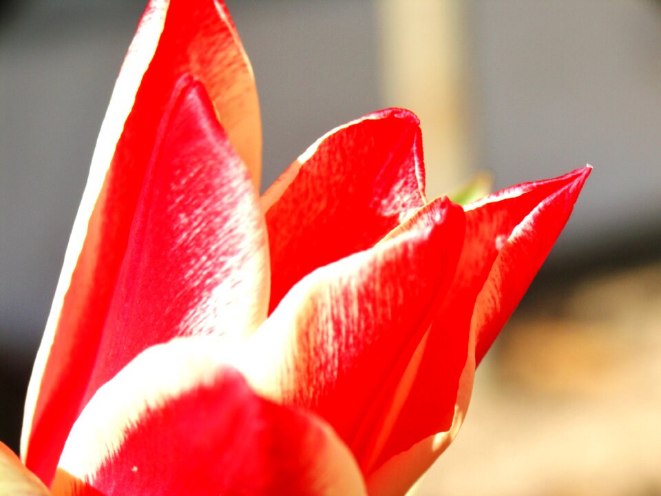 Red colorful close up