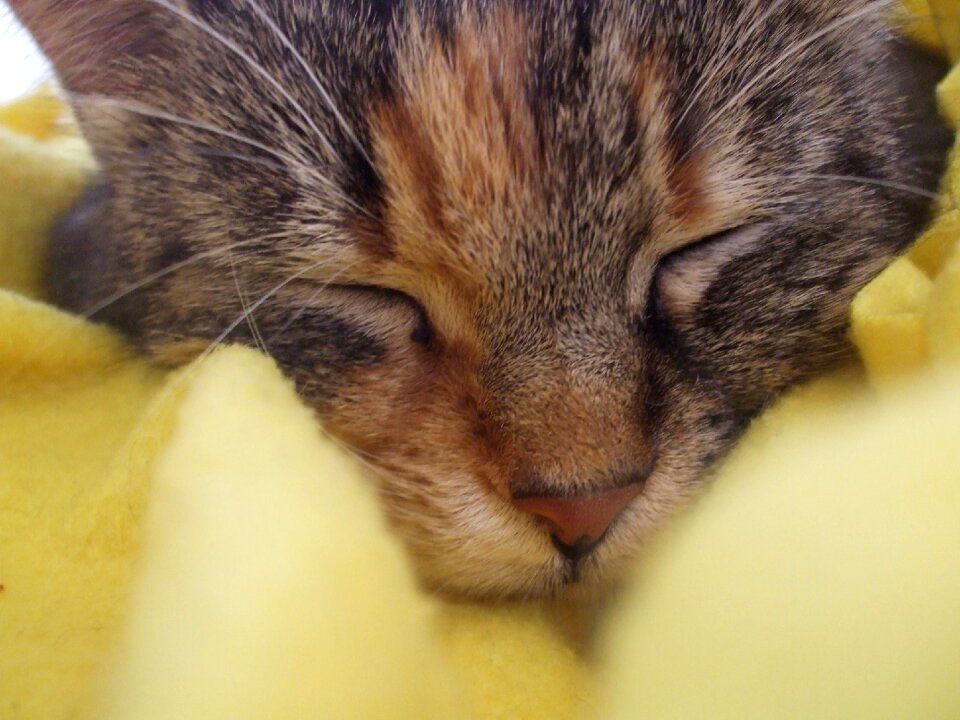 Cat pet pets