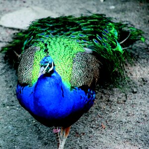 Plumage color animal