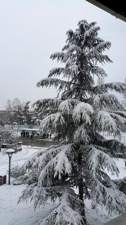 Christmas white xmas