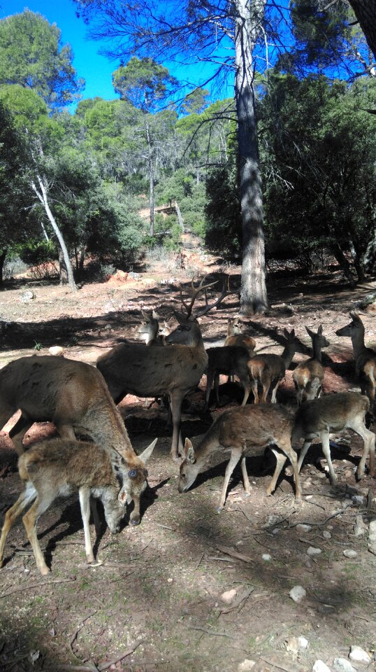 Natural park deer nature