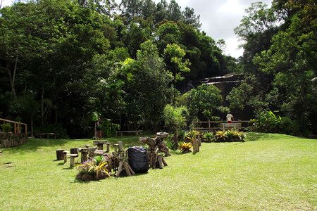 Nature landscape forest