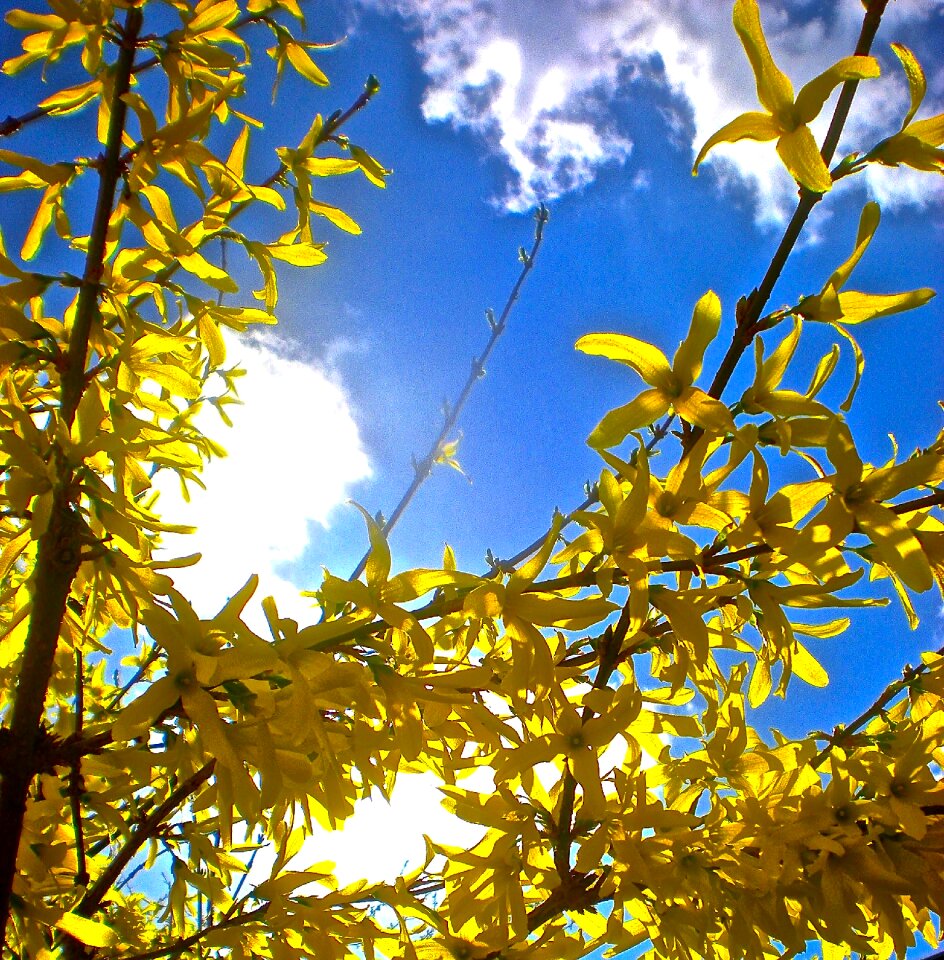 Flowers yellow blooms tree photo