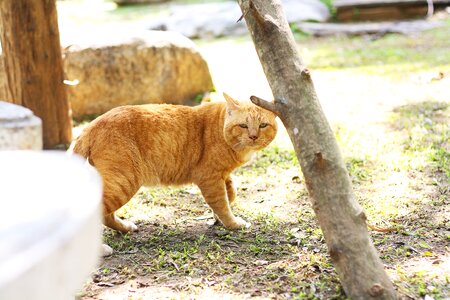 Small kitten funny