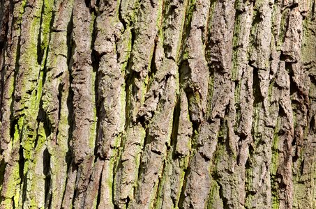 Bark strain trunk