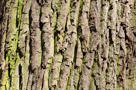 Bark strain trunk photo