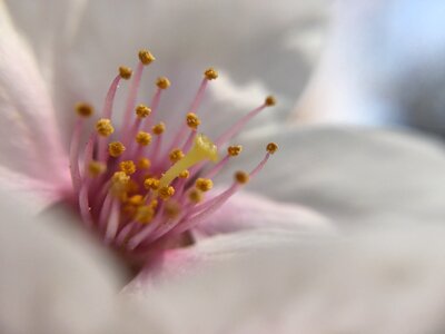 Blossom cherry