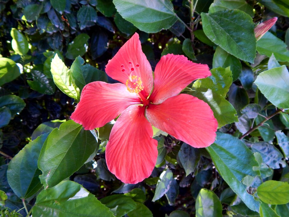 Flower são lourenço do sul rio grande do sul
