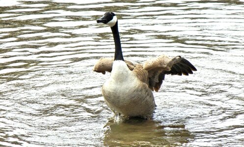 Spring time wild bird