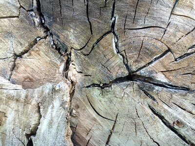 Tree grates annual rings log photo