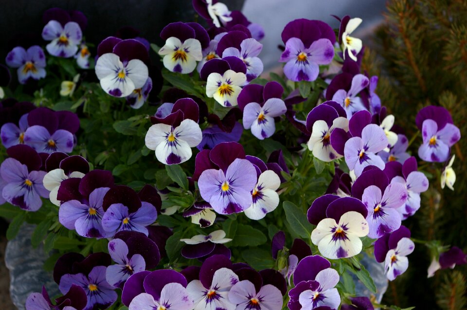 Plant wild pansy flower
