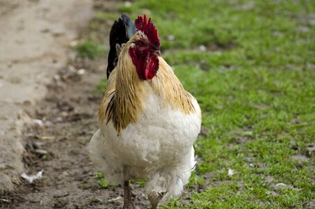 The hen cock chicken