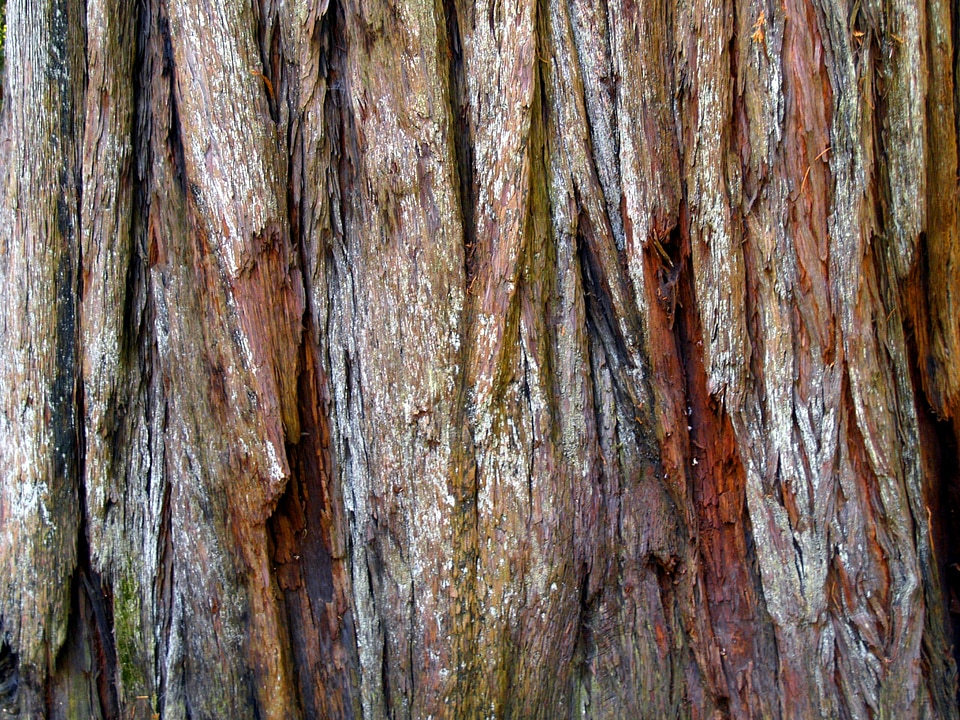 Nature california usa
